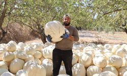 Hatay’ın Coğrafi İşaretli Beyaz Kabağında Hasat Başladı