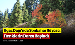Ilgaz Dağı’nda Sonbahar Büyüsü: Renklerin Dansı Başladı