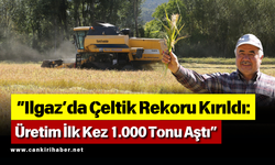 Ilgaz’da Çeltik Rekoru Kırıldı: Üretim İlk Kez 1.000 Tonu Aştı
