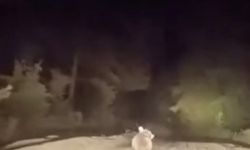 Karacabey’de Sürücüye Şaşırtıcı Karşılaşma: Yol Kenarında Ayı Görüldü