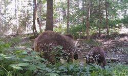 Kastamonu Ormanlarında Anne Ayı ve Yavrusu Fotokapana Yakalandı