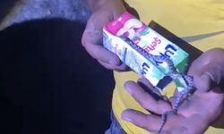 Kastamonu’da Orman Yangınında Küle Dönen Alanda Yavru Yılan Bulundu
