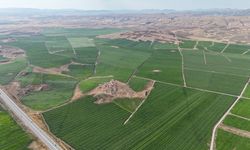 Sivas’ta Patates Hasadı Başlamak Üzere: Rekor Bekleniyor