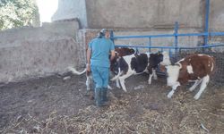 Söke’de Şap ve Brucella Aşılama Çalışmaları Devam Ediyor