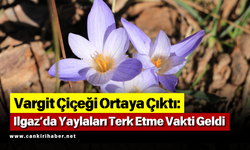 Vargit Çiçeği Ortaya Çıktı: Ilgaz’da Yaylaları Terk Etme Vakti Geldi
