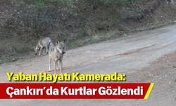 Yaban Hayatı Kamerada: Çankırı’da Kurtlar Gözlendi