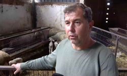 Annesini ve Kardeşlerini Kaybetti, Şap Hastalığına Karşı Tek Başına Savaşıyor