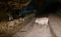 Bolu’da Aç Domuz Sürüsü Şehir Yoluna İndi: O Anlar Kamerada
