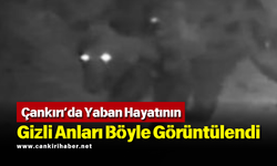 Çankırı’da Yaban Hayatının Gizli Anları Böyle Görüntülendi