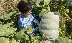 Çiftçinin bahçesinde 40 kiloluk dev kabak sürprizi