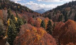 Doğanın Sanata Dönüştüğü Yirce Ormanı Sonbaharda Görsel Şölene Sahne Oluyor