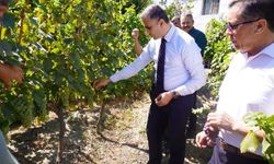 Evliya Çelebi’nin Övdüğü Osmancık Karası Üzümü Yeni Çeşit Olarak Tanındı