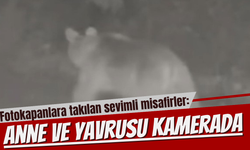Fotokapanlara takılan sevimli misafirler: Anne ve yavrusu kamerada!