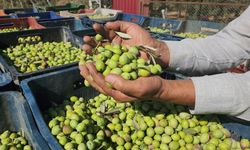 Hatay’da Sofralık Zeytin Hasadı Başladı: Kilogramı 55 TL