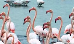 İzmit Körfezi’ndeki Flamingolar Pembe Yansımalarıyla Büyülüyor