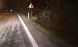 Karabük’te yola inen ayı, araç sürücülerini şaşırttı