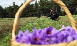 Kırmızı altın’ hasadı: Gram fiyatı cep yakıyor