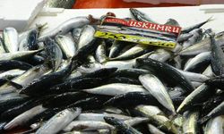 Kocaeli’de Balık Fiyatları Havanın Düzelmesiyle Yarı Yarıya Düştü