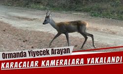Ormanda Yiyecek Arayan Karacalar Kameralara Yakalandı