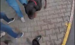 Sokakta Ağızlıksız Dolaştırılan Rottweiler İki Kişiyi Yaraladı