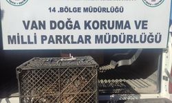 Van’da Kafes Avcılığı Yapan Kişiye 53 Bin 883 Lira Ceza