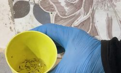 2 İşletme Mühürlendi, Böcekler Saymakla Bitmedi