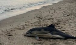 Atakum’da Sahile Vuran Yunus Merak Uyandırdı!