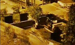 Ayı Yavruları Mezarlıkta Görüntülendi