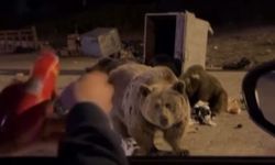 Ayılar Çöp Konteynerlerini Karıştırdı: Tehlikeli Anlar Kamerada!