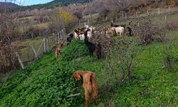 Bolu’da Kayıp 30 Küçükbaş Hayvan Dronla Bulundu