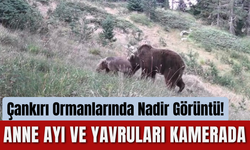 Çankırı Ormanlarında Nadir Görüntü! Anne Ayı ve Yavruları Kamerada
