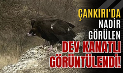 Çankırı'da Nadir Görülen Dev Kanatlı Görüntülendi!