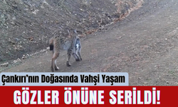 Çankırı’nın Doğasında Vahşi Yaşam Gözler Önüne Serildi!