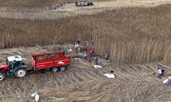 Deneme Amaçlı Kenevir Üretimi Başarıyla Tamamlandı