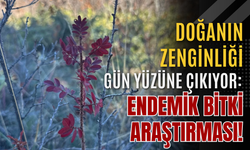 Doğanın Zenginliği Gün Yüzüne Çıkıyor: Endemik Bitki Araştırması!