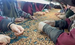 Fındık Tüccarları Uyarıyor: Kokarca Zararlısı ve Piyasa Dengesi Kritik Noktada