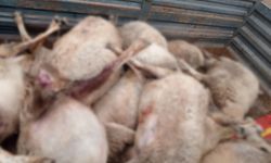 Güvendik Köyü’nde Kurtların Saldırısı: 30 Koyun ve 1 Köpek Hayatını Kaybetti