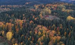 Karadeniz’de Sonbahar Masalı: Sinop Ormanlarında Görsel Şölen