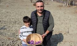 Kıraç Araziden Safran Hasadı: Anadolu’nun En Değerli Baharatı Yetiştirildi