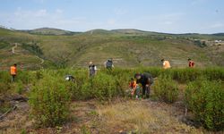 Kül Olmuş Orman 5 Yılda Yeniden Hayata Döndü