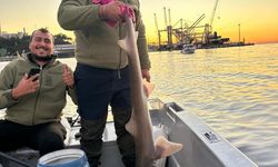 Marmara’da Şaşırtan Görüntü: 140 Santimetrelik Köpek Balığı Tekneye Alındı