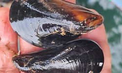 Midye Üreticilerinden Türkiye’ye Kritik Uyarı: “Binlerce Ton Kaçak Midye Dolması Tüketiliyor”