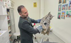 Nesli Tehlikede Vaşak Yozgat’ta Araç Kazasından Kurtarıldı