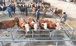 Şap Hastalığı Nedeniyle Kapalı Kalan Hayvan Pazarı Faaliyete Başladı