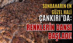 Sonbaharın En Güzel Hali Çankırı’da: Renklerin Dansı Başladı!