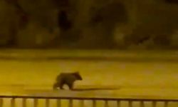 Yavru Ayı İlçe Merkezinde Görüntülendi