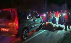 Yolda Aniden Çıkan Dana Zincirleme Kazaya Neden Oldu