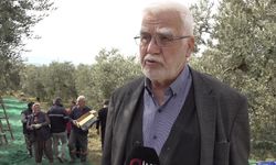 Zeytinde “Yok Yılı” Endişesi Yağışlarla Hafifledi