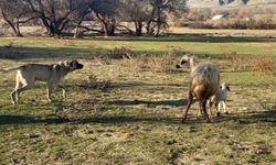 Anne Koyun Kuzusu İçin Köpeğe Karşı Siper Oldu!