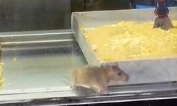 Börek Tezgâhında Fare Skandalı! Görüntüler Ortalığı Karıştırdı